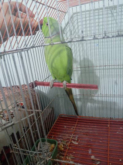 ringneck green parrot