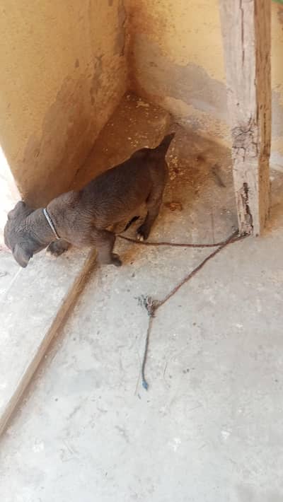 bully gultair dog full black