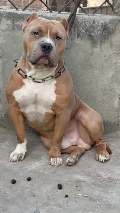 supreme quality American bully pups