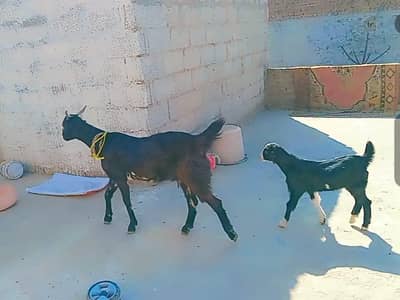 goat with female kid  43500 last price  ek white ghbn 3.5 ma ki 42500
