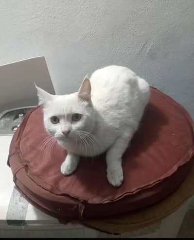 male cat for adoption
