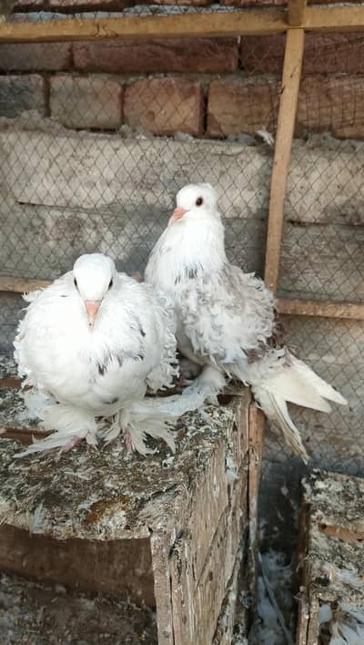 Frill back pigeon Fancy pigeon