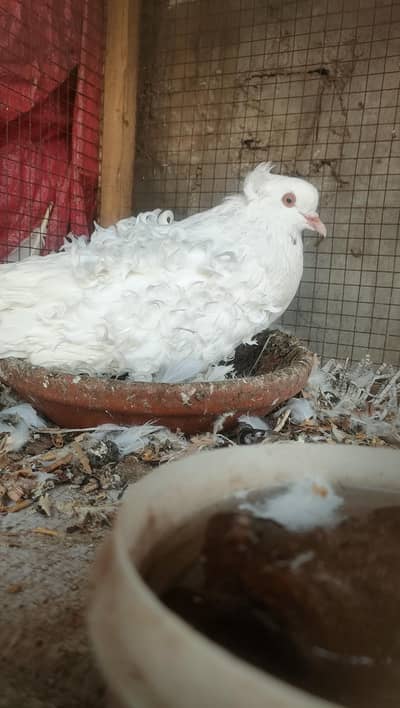Frill back pigeon Fancy pigeon pair