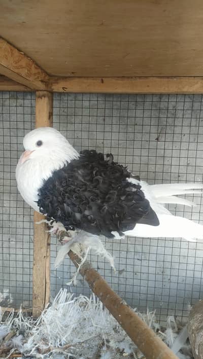 Frill back pigeon Fancy pigeon