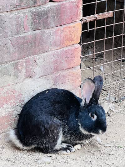 German gaint rabbit