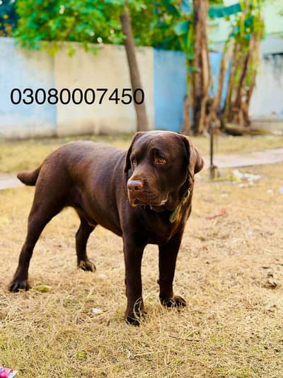 Chocolate Labrador retriever