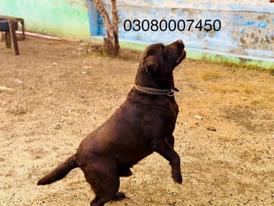 Chocolate Labrador retriever