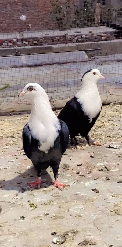 Karbalai Pigeon