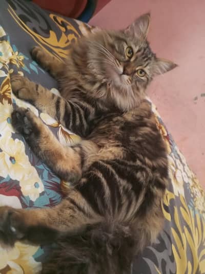 American breed Male Cat