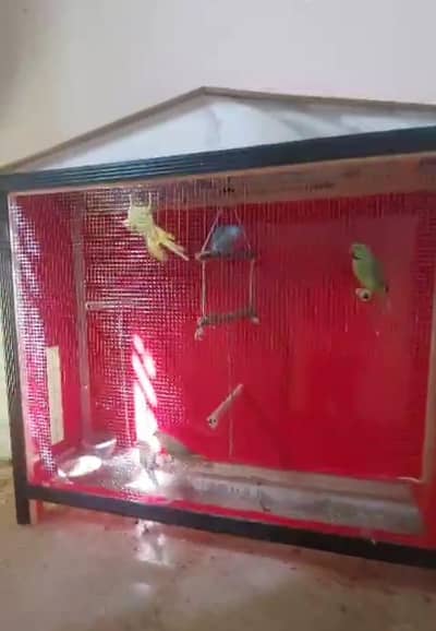 Birds Cage