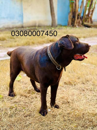 Chocolate Labrador retriever