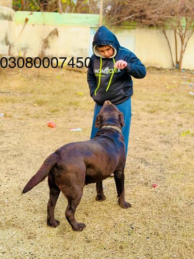 Chocolate Labrador retriever