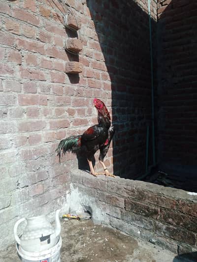 aseel Sindhi patha lakha