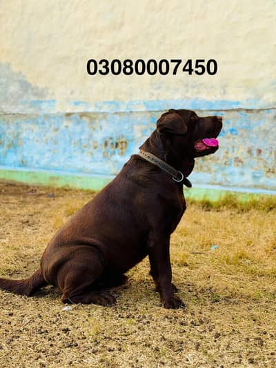 Chocolate Labrador retriever