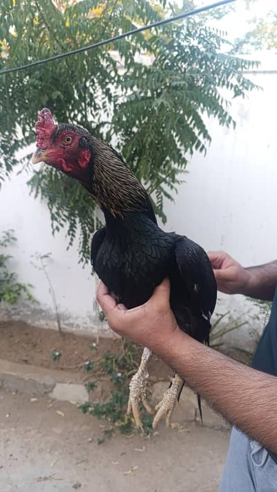 Miawali Jawa Aseel Murgha