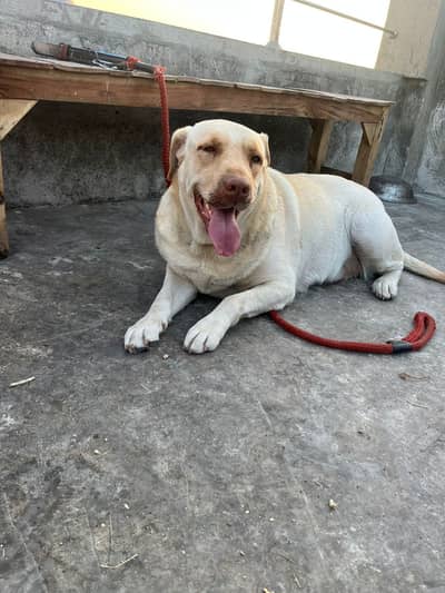 Labrador Pair For Sale
