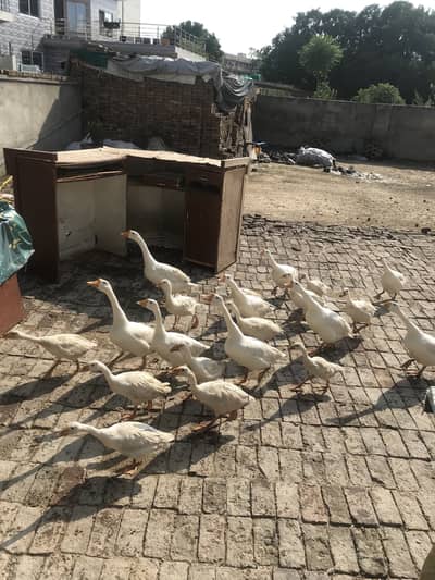 19 healthy and laying Eggs Ducks