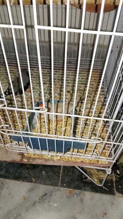 audelt zebra finches for sale in lahore