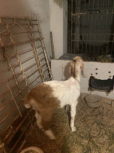 Sindhi nasal bakry ka jora ha axha bana wala bcha ha