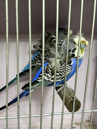 Hogoromo Budgies Pair