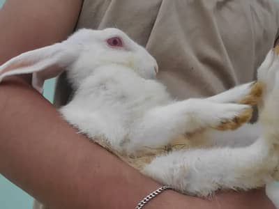 Rabbits Red Eyes and Black Eyes Male/Female