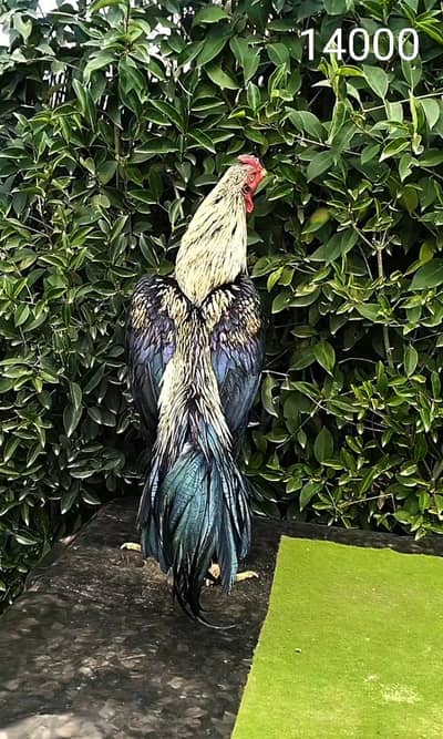 high quality Sawa Jawa patha , Aseel murgha 03444859901