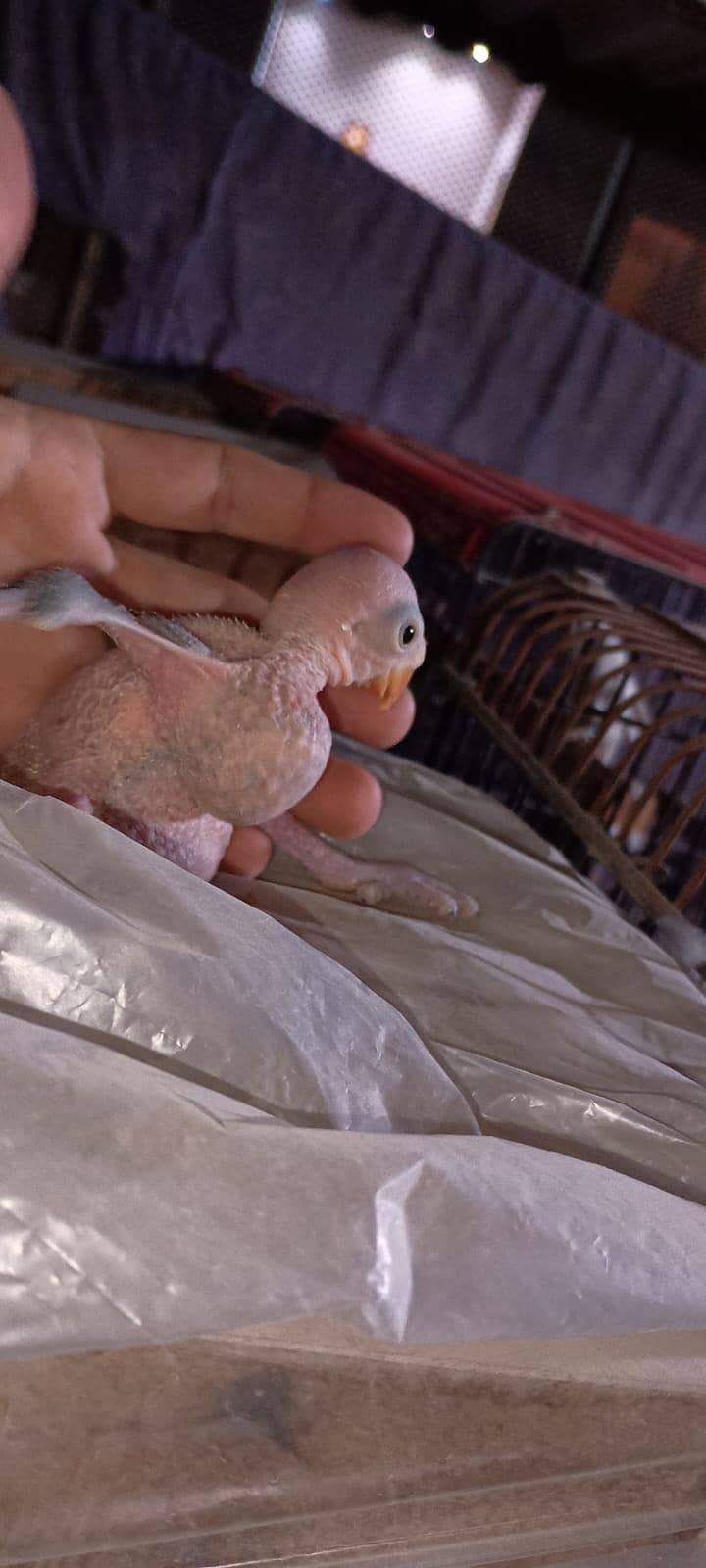 split blue green ringneck chicks 1