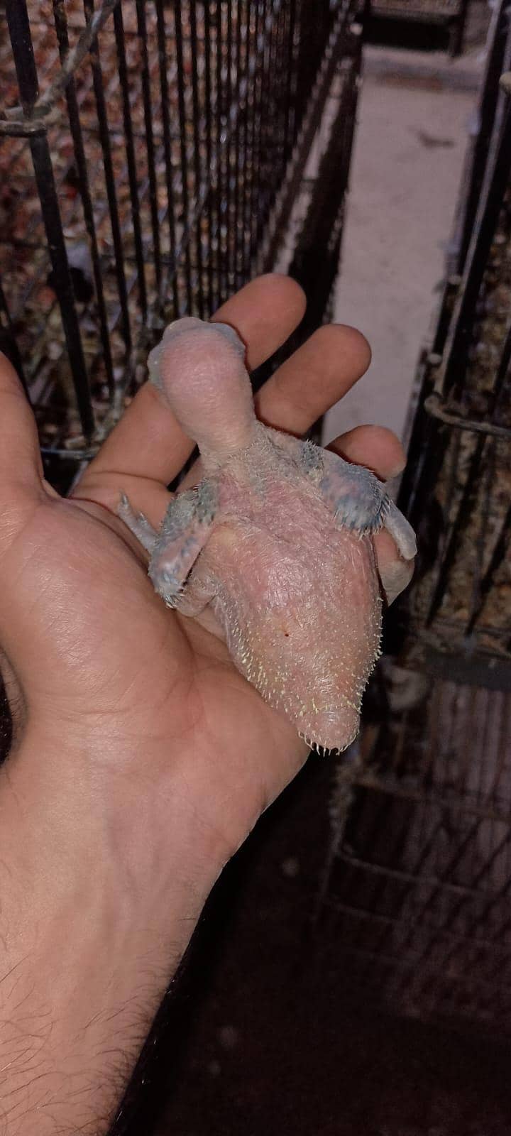 split blue green ringneck chicks 2