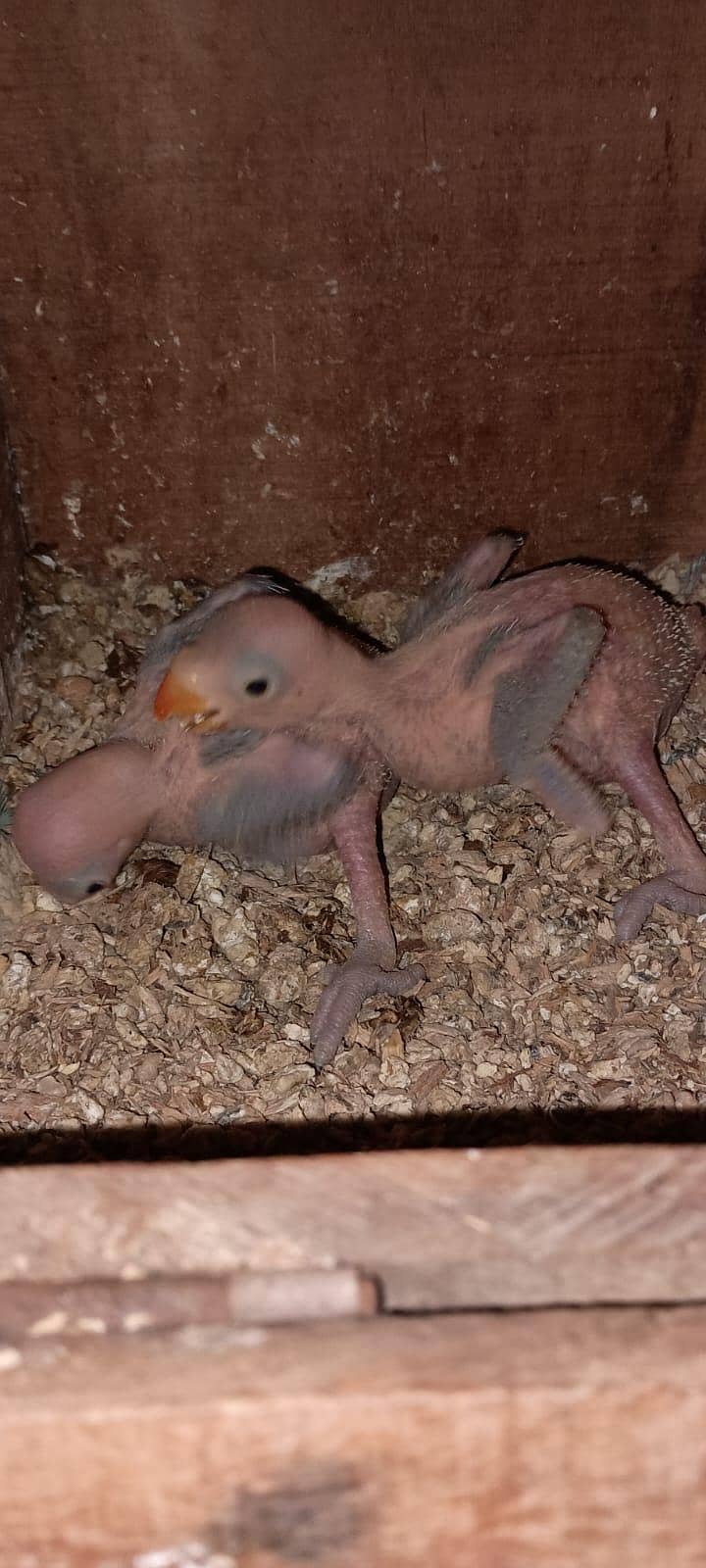 split blue green ringneck chicks 4