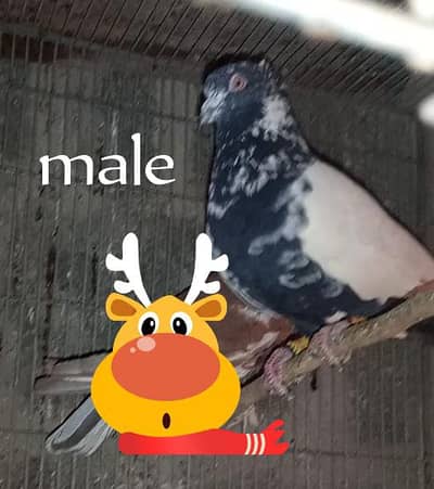 betarin pair lga Howa joda