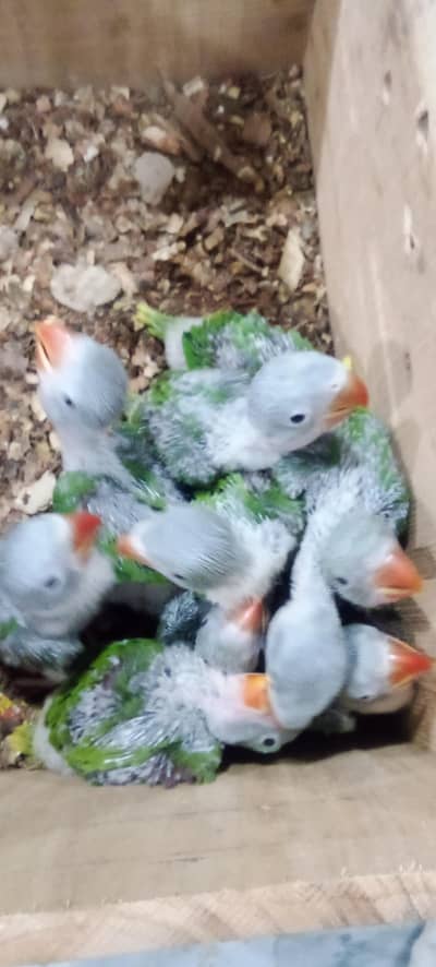 Raw Kashmiri parrots chick