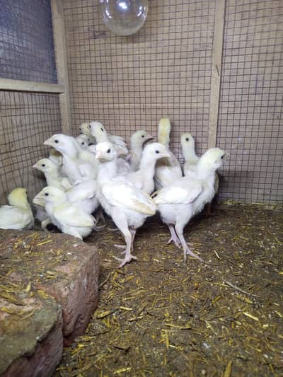 Heera Aseel Chicks  perents pics Attached per piece 1500