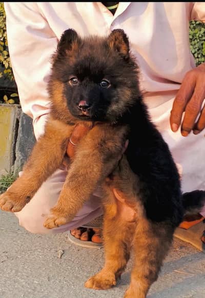 German Shepherd female triple code for sale