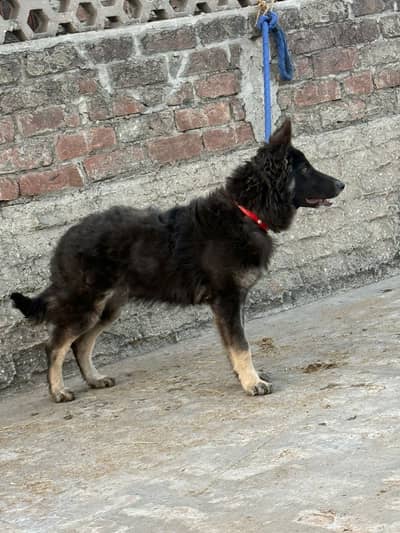 Belgiun shepherd Available for new home