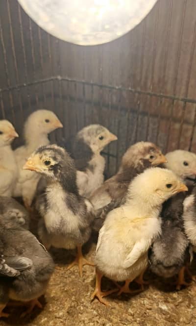 shamo jerman Japanese chicks