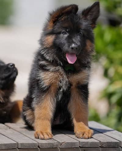 German Shepherd puppy | Long Coat puppies | Dog For Sale | GSD