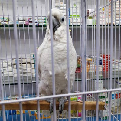 cakatoo for sale