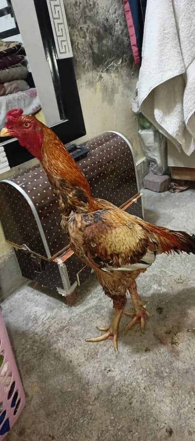 Sindhi peela  murga  quality birds breeder for sale