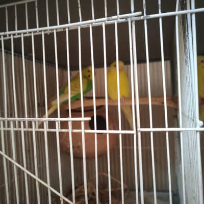 Breeder Australian Buggies Pairs and Green Conure Flying Tame for sale