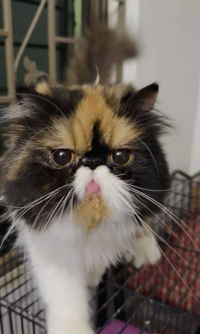 Persian peke cats (male and female)