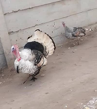 Turkey pair Guaranted breedar pied pair