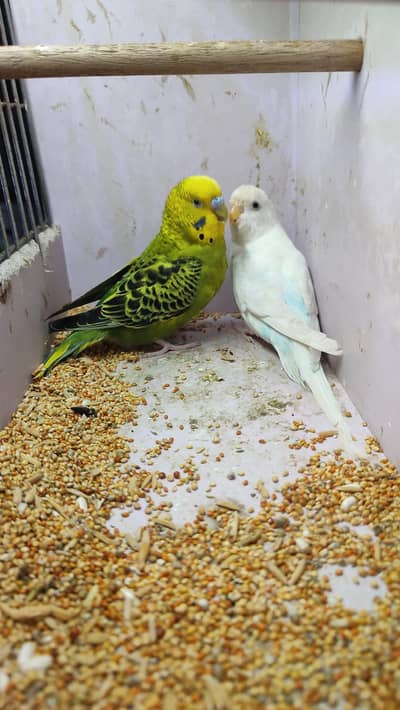 Australian budgies parrots