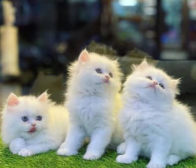 Persian kittens 03111968618
