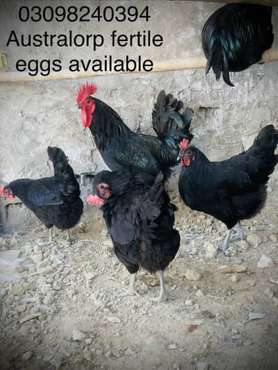Australorp & Lohman fertile eggs sale