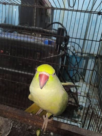 Female Ringneck Parrot