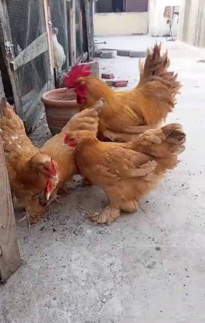 Golden Heavy Buff, Polish White Heavy Buff