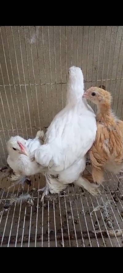 Golden Heavy Buff, Polish White Heavy Buff