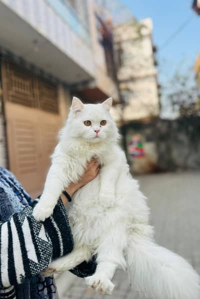 Persian cat billa triple cotted