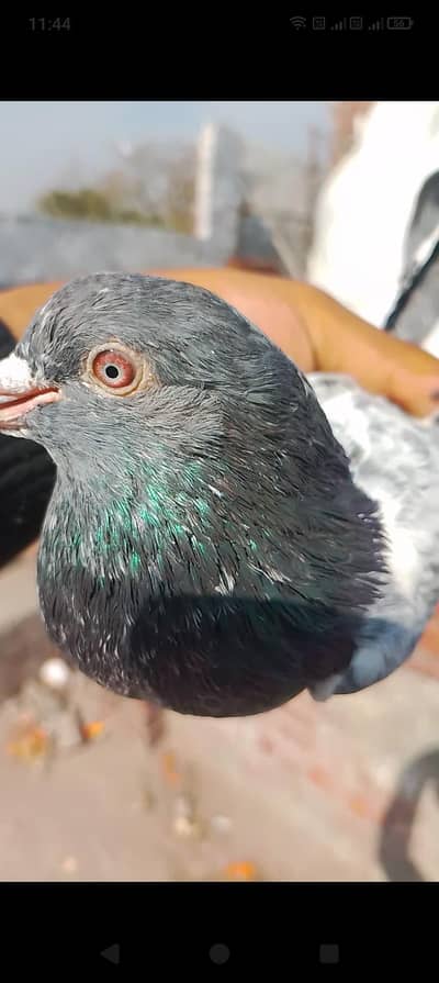 garenti vala jora for sale