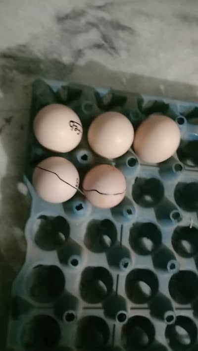 Eggs for sale O Shamoo King size Aseel